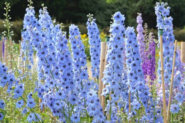 istock Pale blue Delphinium Twilight Blues in flower 2170819777