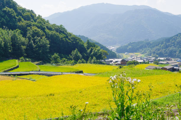 istock Dandan rice fields in Fukano before the rice harvest (Fukano Dandan rice fields  Matsusaka City, Mie Prefecture) 2170820162