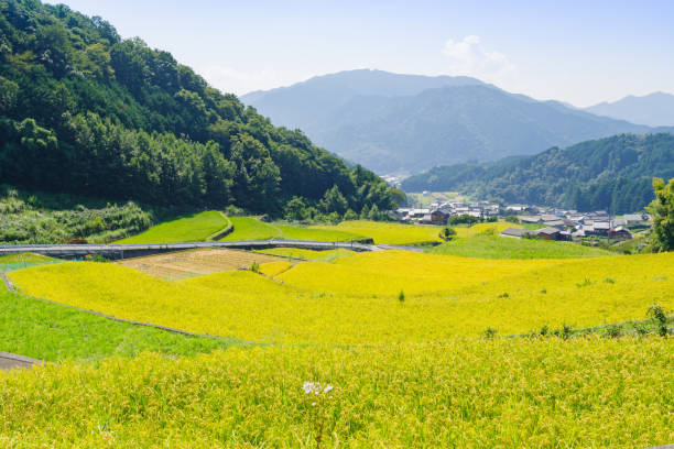 istock Dandan rice fields in Fukano before the rice harvest (Fukano Dandan rice fields  Matsusaka City, Mie Prefecture) 2170820164