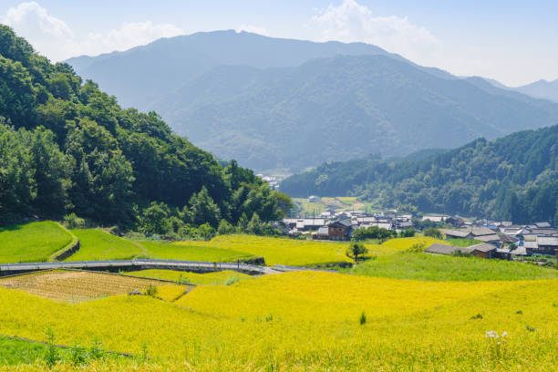 istock Dandan rice fields in Fukano before the rice harvest (Fukano Dandan rice fields  Matsusaka City, Mie Prefecture) 2170820167