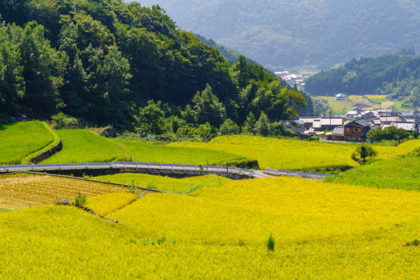 istock Dandan rice fields in Fukano before the rice harvest (Fukano Dandan rice fields  Matsusaka City, Mie Prefecture) 2170820169