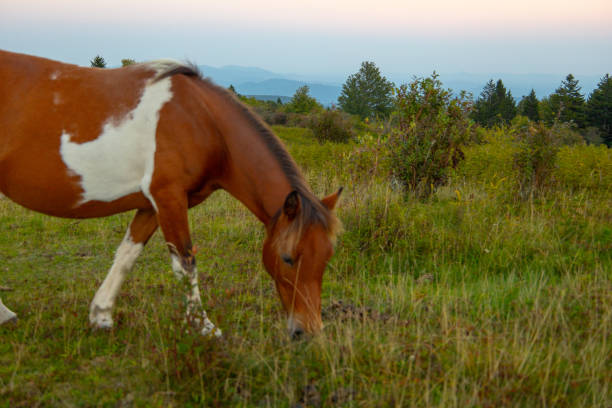Wild ponies at Grayson Highlands