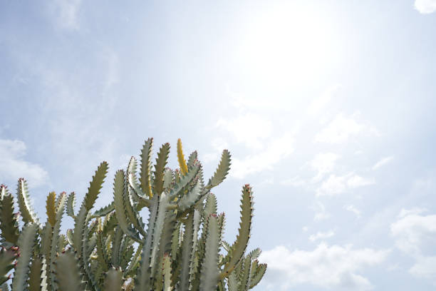 Huernia succulent under blue sky