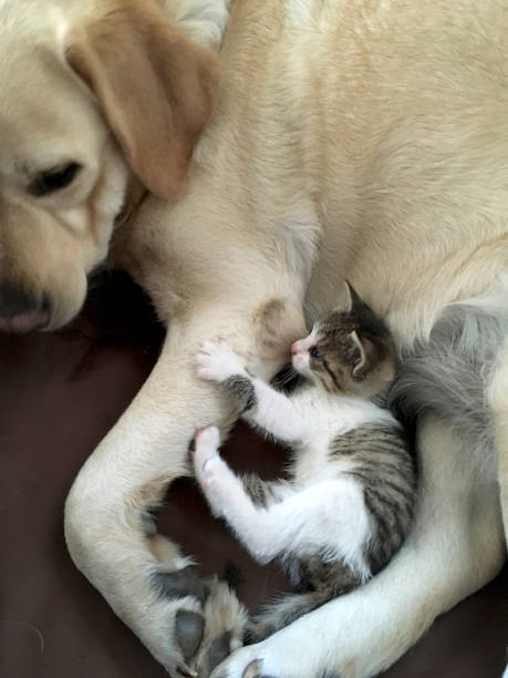 istock Lovely Labrador taking care for kittens 2170820449