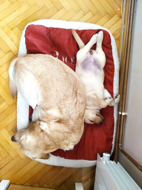 istock Lovely Labrador with her puppy at home 2170820466