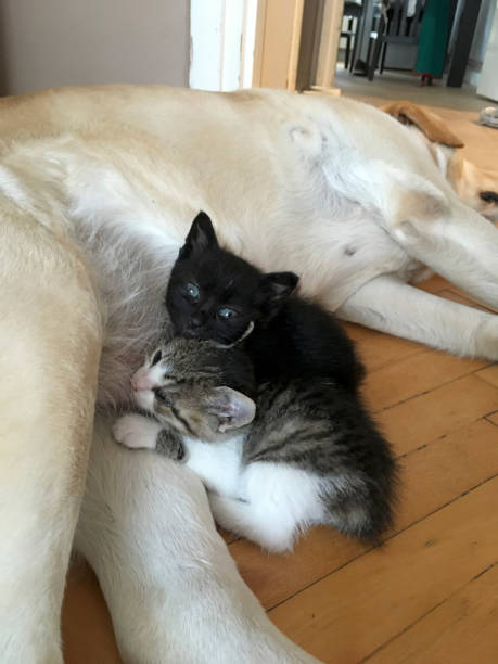 istock Lovely Labrador taking care for kittens 2170820558