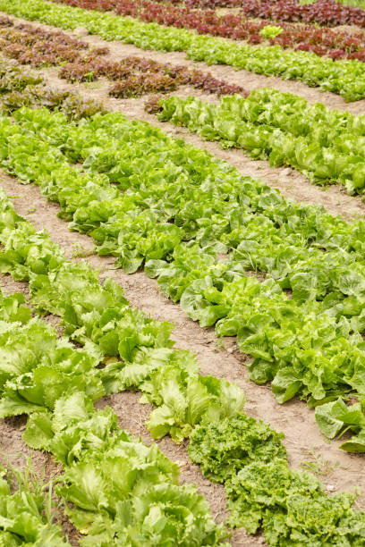 istock Rows of lettuce on an organic farm, selective focus. 2170820769