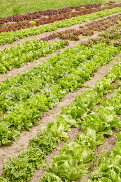 istock Rows of lettuce on an organic farm, selective focus. 2170820771