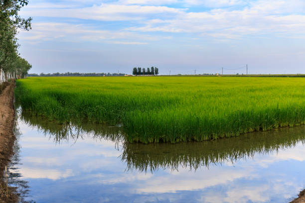 Green rice field in the Ebro Delta, Catalonia, Spain.