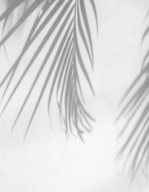 istock White wall background and palm leaves soft shadows. 2170820817