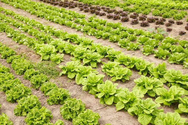 Rows of lettuce on an organic farm, selective focus.