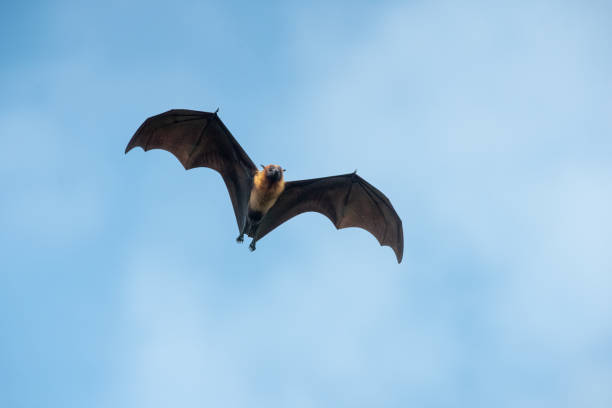 istock A large bat is flying in the sky 2170822328