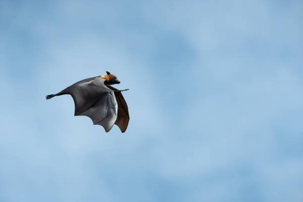 A large bat is flying in the sky