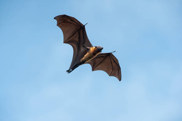 istock A large bat is flying in the sky 2170822335