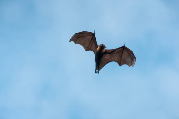 istock A large bat is flying in the sky 2170822369