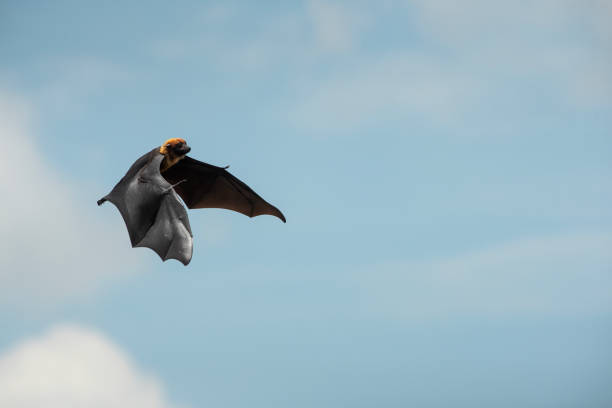 Check the fantastic wing structure of the flying fox. These are the largest of the bat family.Links to other similar images below
