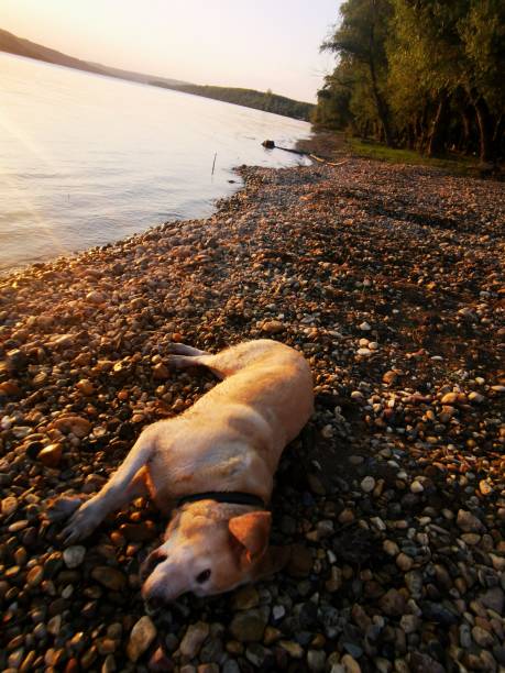 Happy Labrador enjoying in nature, water and  pond. Shoot with mobile phone