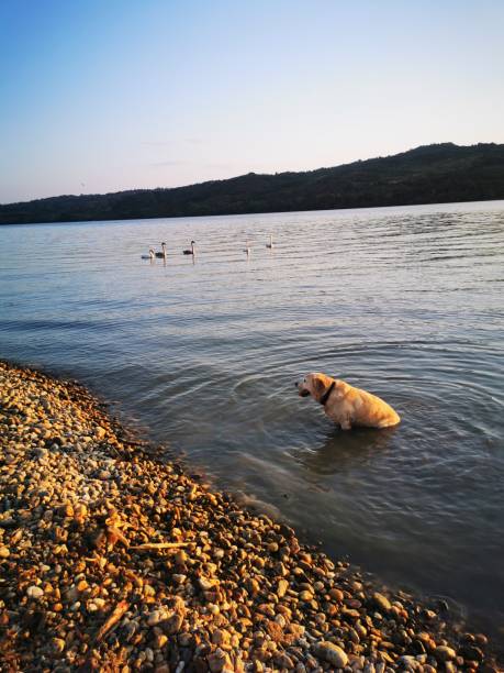 Happy Labrador enjoying in nature, water and  pond. Shoot with mobile phone