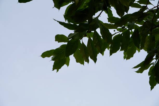 istock Green leaves against blue sky. 2170823462