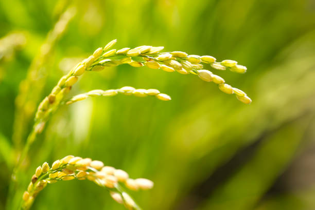 Beautiful golden rice field, yellow ripe rice ears ready for harvest, rice seeds in ear of paddy on countryside farm.