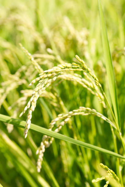 ears of rice 10