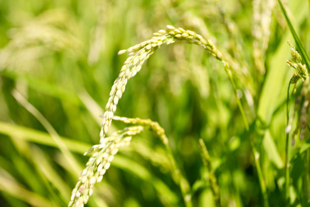 ears of rice