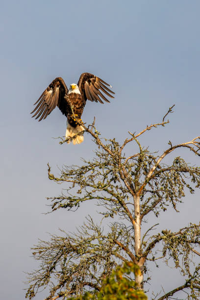 Bald Eagle (Haliaeetus leucocephalus) sub adult, in dead tree with a blue sky, vertical
