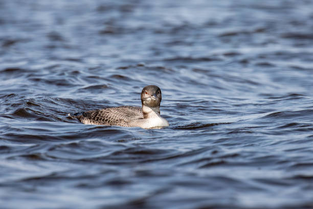 Immature common loon (Gavia immer) on Lake Mohawkskin in August, horizontal
