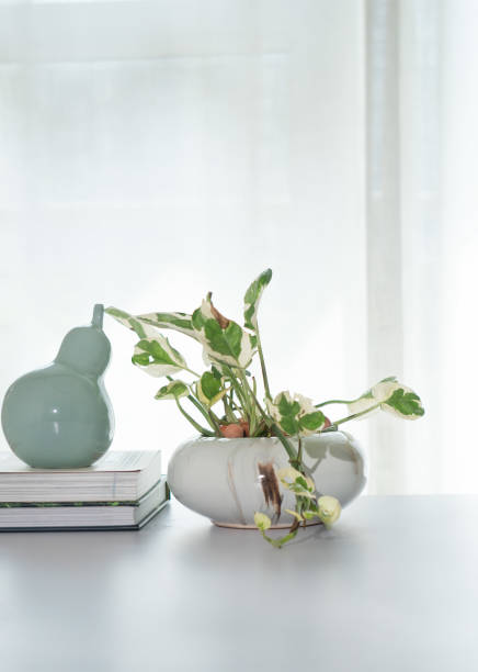 istock Epipremnum Aureum N-Joy Pothos potted for home decor, table top. White and green variegated irregular leaves. Popular houseplant. Vertical 2170825609