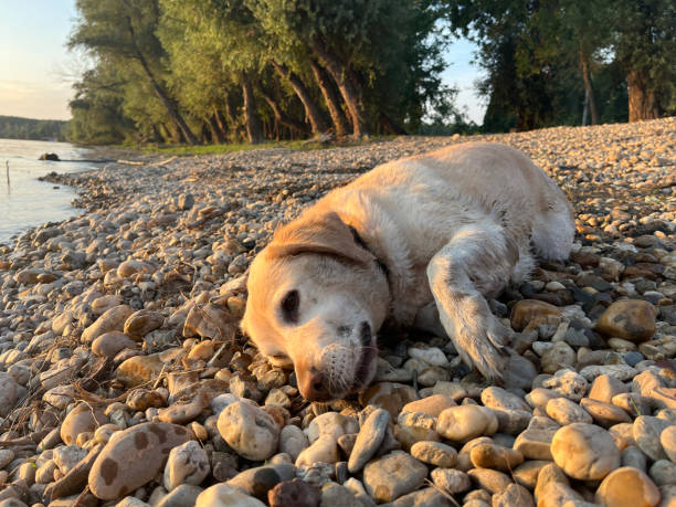 Happy Labrador enjoying in nature, water and  pond. Shoot with mobile phone