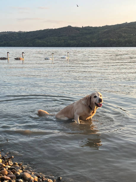 Happy Labrador enjoying in nature, water and  pond. Shoot with mobile phone