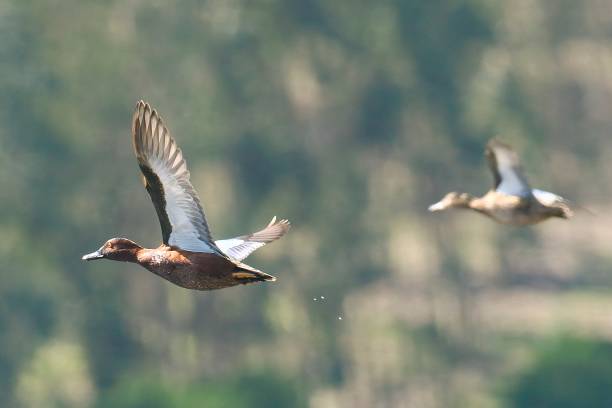 istock Two Cinnamon Teal flying over a lake in central Chile. 2170826638