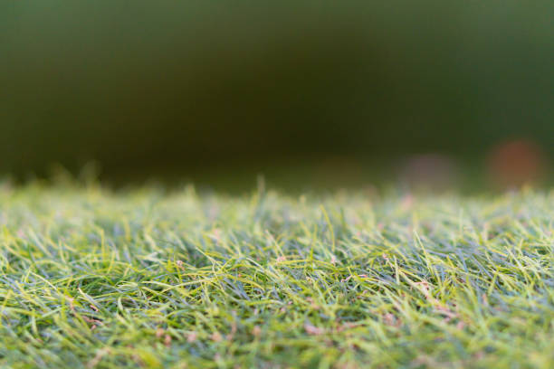 Grass from golf course in Kenya.