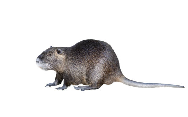 istock nutria, a large rodent isolated on white 2170828423