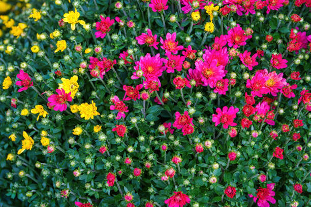 Focus on purple mums in front. 