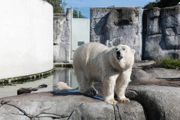 istock big polar bear stands on rocks 2170831613