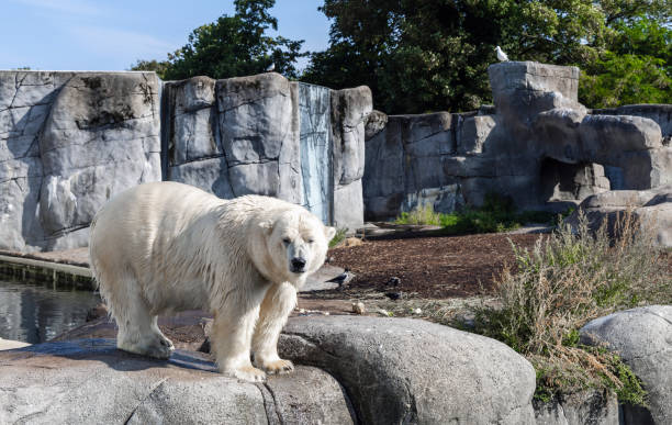 istock big polar bear stands on rocks 2170832136