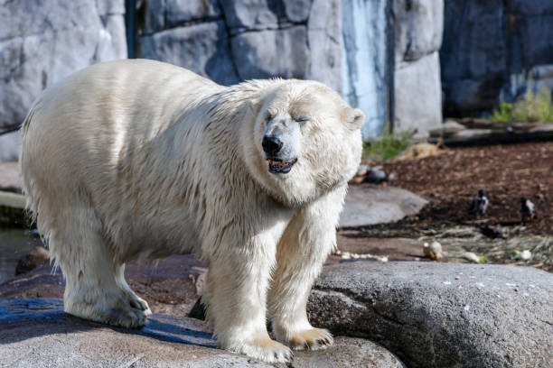 istock big polar bear stands on rocks 2170832139
