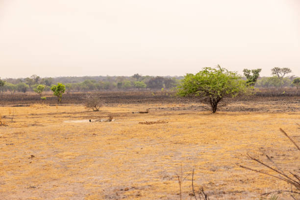 Serenity at Kafue National Park with Resting Cheetah