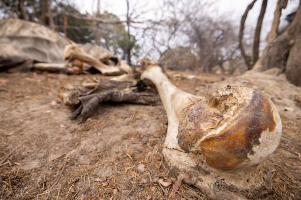 Elephant Bone Remnants in Kafue National Park