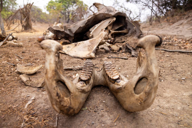 Elephant Skeletal Remains in Kafue National Park