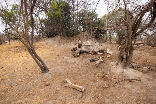 istock Kafue National Park Elephant Remains Captured in Image 2170832210