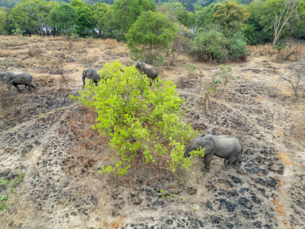 istock African Elephants Grazing in Kafue National Park 2170832221