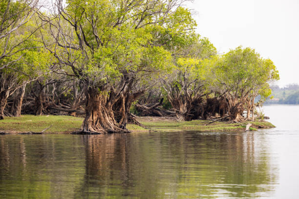 istock Verdant Shoreline of Kafue River 2170832228