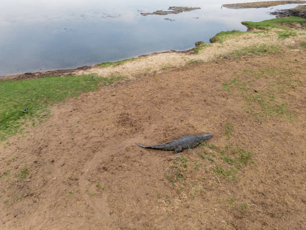 Nile Crocodile Basking by Kafue River