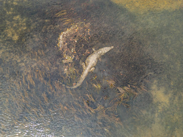 Stealthy Nile Crocodile Lurking in Kafue River Waters