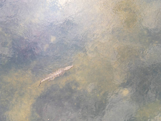 Majestic Nile Crocodile Gliding in Kafue River Waters