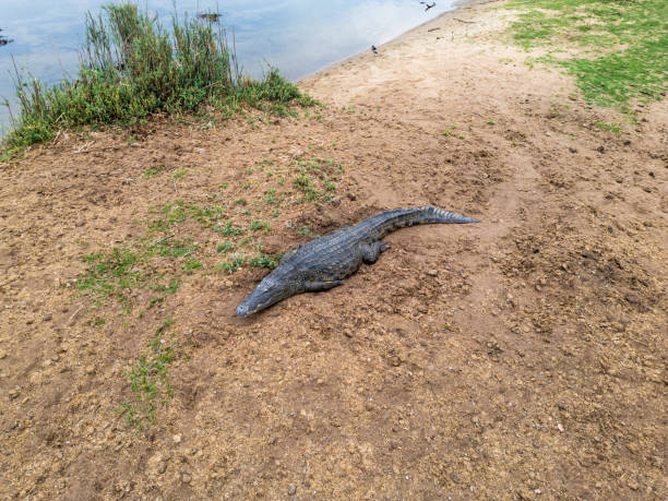 Nile Crocodile Lurking by Kafue River