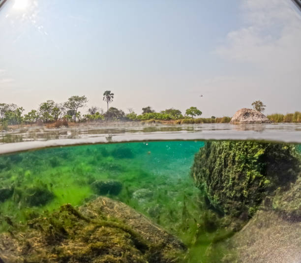 istock Over-Under View of Kafue River 2170832264
