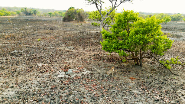 Solitary Cheetah Resting in Kafue National Park